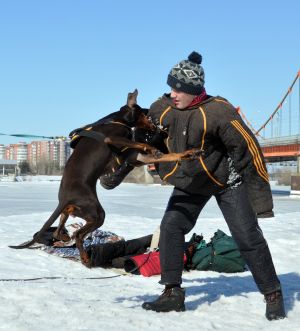 Dog Photo