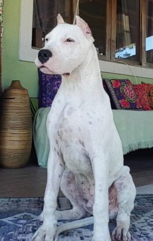 Dog Photo
