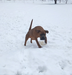 Dog Photo