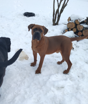 Dog Photo