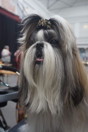 Dog Photo