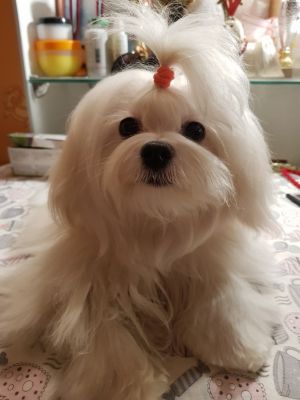 Dog Photo