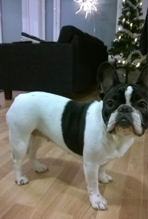 Dog Photo