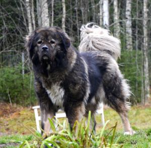 Dog Photo