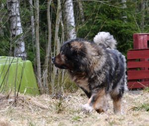 Dog Photo