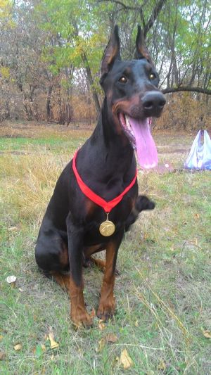 Dog Photo
