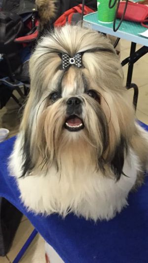 Dog Photo