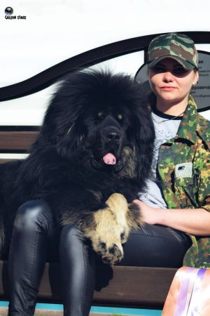 Dog Photo