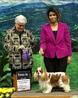 Dog Photo