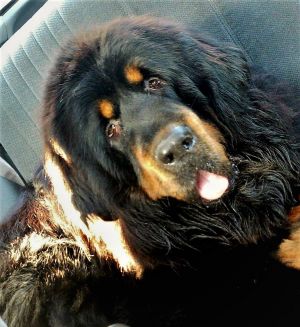 Dog Photo