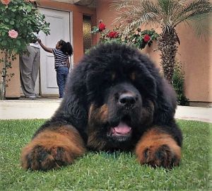 Dog Photo