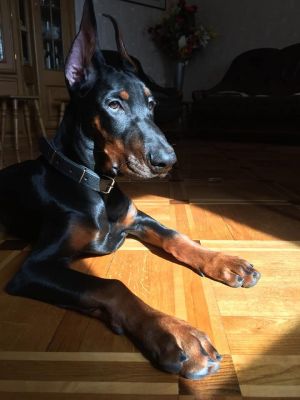 Dog Photo
