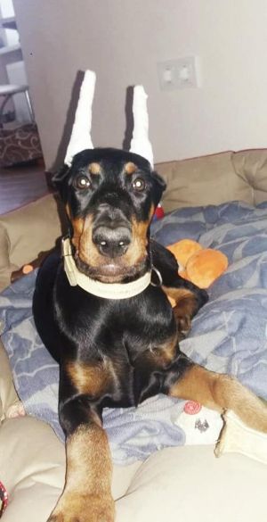 Dog Photo