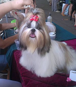 Dog Photo