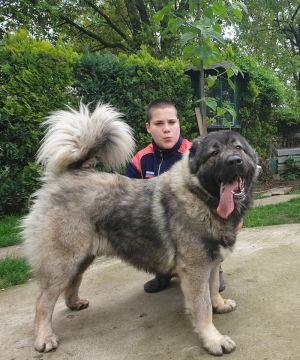 Dog Photo