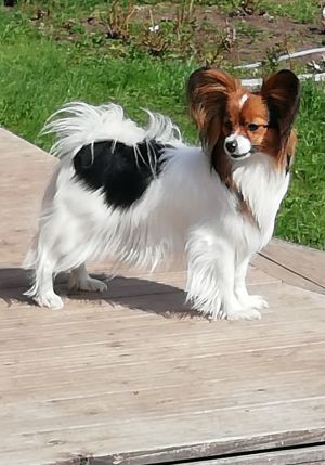 Dog Photo