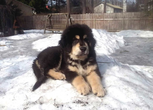 Dog Photo