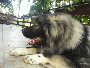 Dog Photo