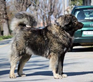 Dog Photo