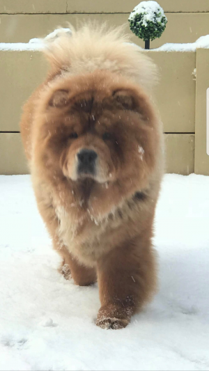 Dog Photo
