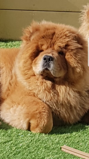 Dog Photo