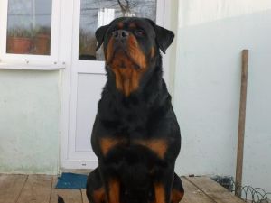 Dog Photo