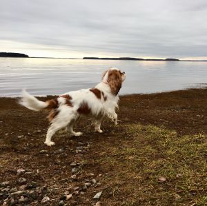 Dog Photo