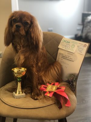 Dog Photo