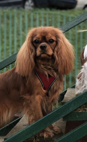 Dog Photo