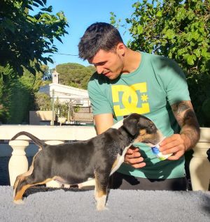 Dog Photo