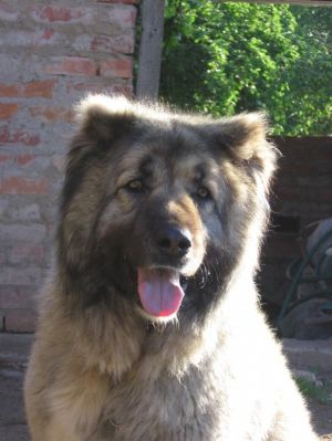 Dog Photo