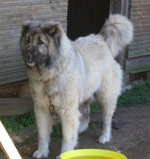 Dog Photo
