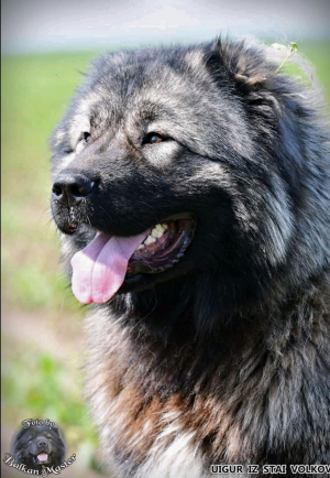 Dog Photo