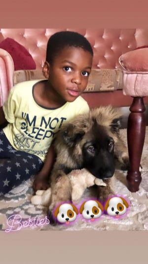 Dog Photo