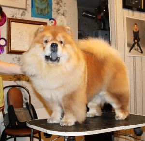 Dog Photo