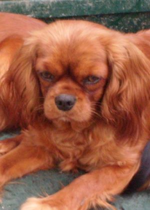 Dog Photo