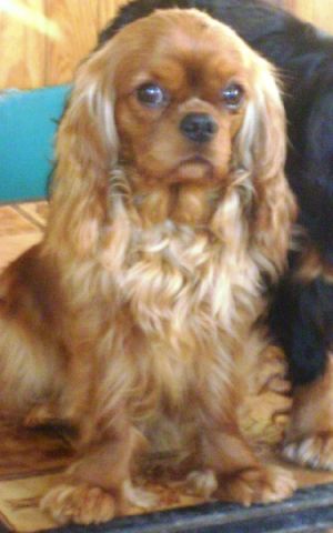 Dog Photo