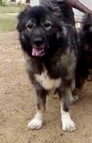 Dog Photo
