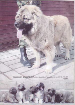 Dog Photo
