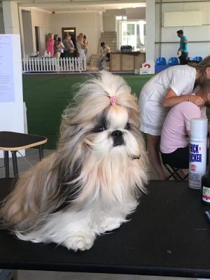 Dog Photo