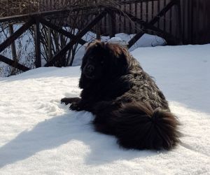 Dog Photo