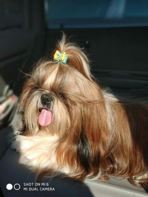 Dog Photo