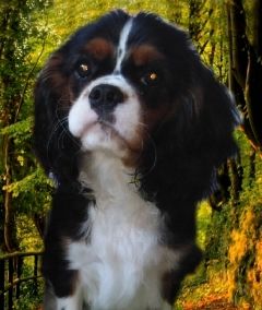 Dog Photo