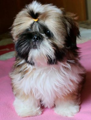 Dog Photo