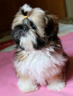 Dog Photo