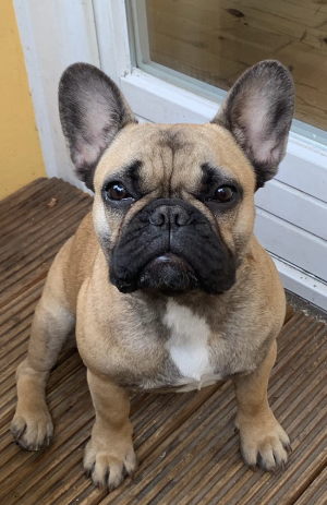 Dog Photo