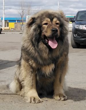 Dog Photo