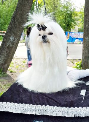 Dog Photo