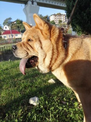 Dog Photo
