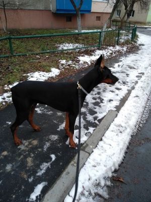 Dog Photo
